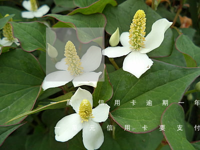 一萬元信用卡逾期一年利息多少錢，逾期一年，一萬元信用卡要支付多少利息？